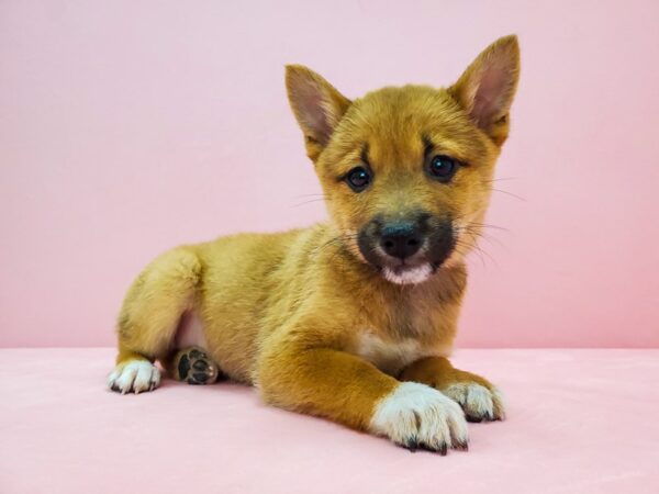 Shiba Inu-DOG-Male-Red-21712-Petland Las Vegas, Nevada