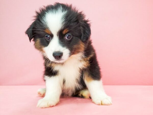 Australian Shepherd/Miniature Australian Shepherd-DOG-Male-Black-21784-Petland Las Vegas, Nevada