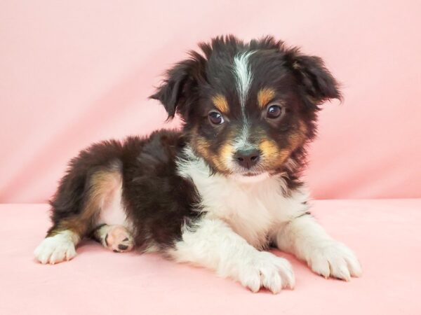 Miniature Australian Shepherd-DOG-Male-Black-21783-Petland Las Vegas, Nevada