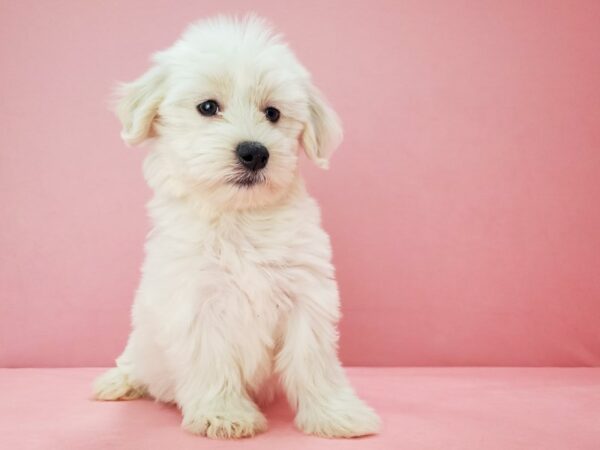 Coton De Tulear-DOG-Female-White-21800-Petland Las Vegas, Nevada