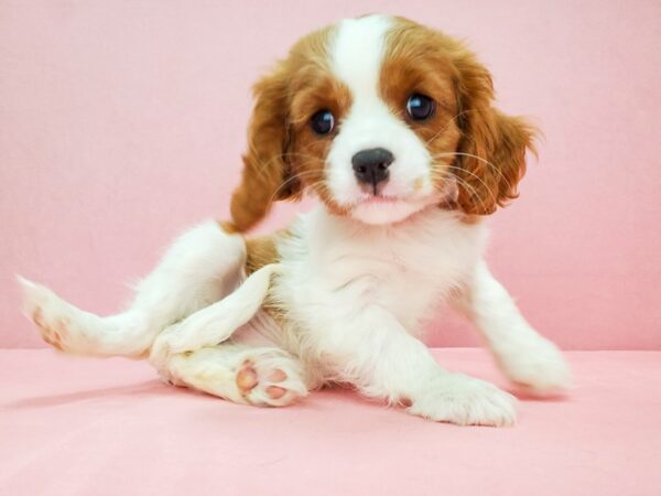 Cavalier King Charles Spaniel-DOG-Female-Blenheim / White-21808-Petland Las Vegas, Nevada