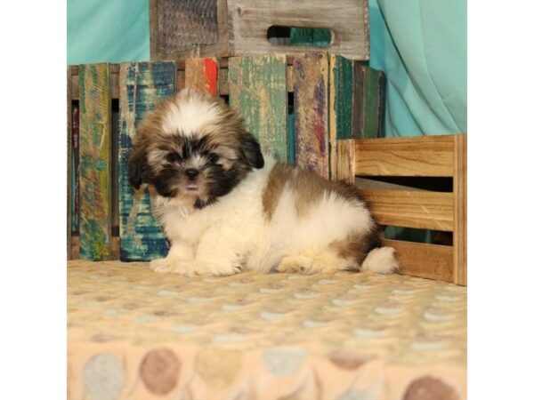 Shih Tzu-DOG-Male-White / Gold-21890-Petland Las Vegas, Nevada