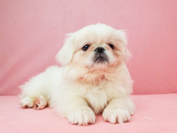 Pekingese-DOG-Female-Cream-21960-Petland Las Vegas, Nevada
