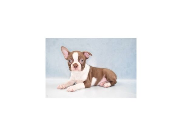 Boston Terrier-DOG-Male-Seal and White-21997-Petland Las Vegas, Nevada