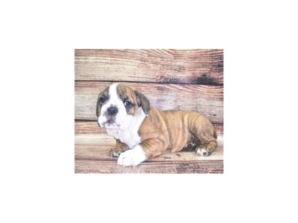 English Bulldog-DOG-Female-Red Brindle and White-22111-Petland Las Vegas, Nevada