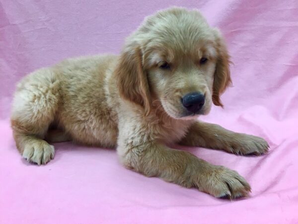 Golden Retriever-DOG-Male-Golden-22125-Petland Las Vegas, Nevada