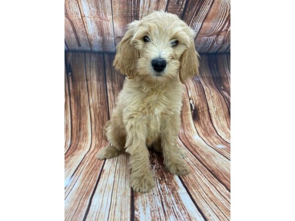 F1B Goldendoodle-DOG-Female-Golden-22159-Petland Las Vegas, Nevada