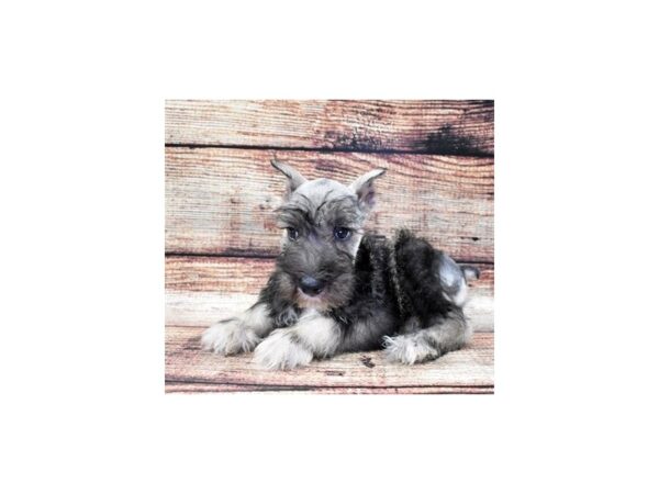 Miniature Schnauzer-DOG-Male-Salt and Pepper-22168-Petland Las Vegas, Nevada