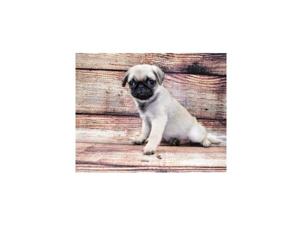 Pug-DOG-Male-Fawn-22164-Petland Las Vegas, Nevada