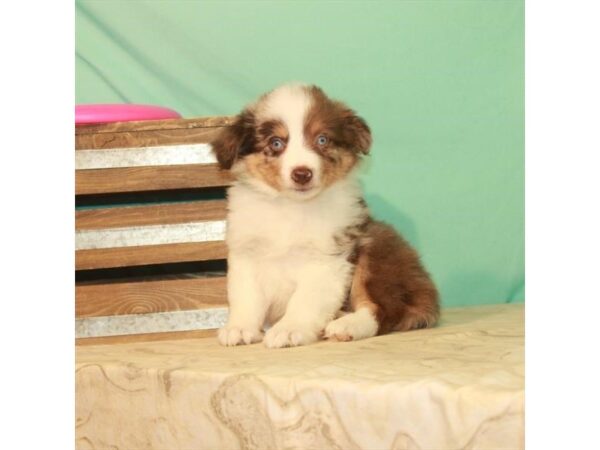 Australian Shepherd-DOG-Male-Chocolate Merle-22177-Petland Las Vegas, Nevada
