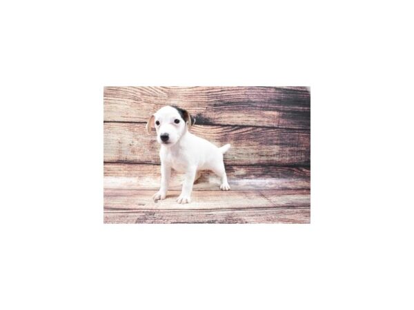Jack Russell Terrier-DOG-Female-White Black and Brown-22207-Petland Las Vegas, Nevada