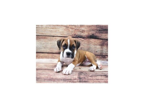 Boxer-DOG-Female-Fawn-22275-Petland Las Vegas, Nevada