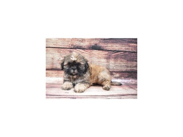 Shih Tzu-DOG-Male-Red-22333-Petland Las Vegas, Nevada