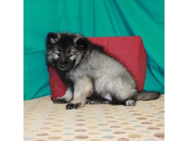 Keeshond-DOG-Female-Silver / Black-22369-Petland Las Vegas, Nevada