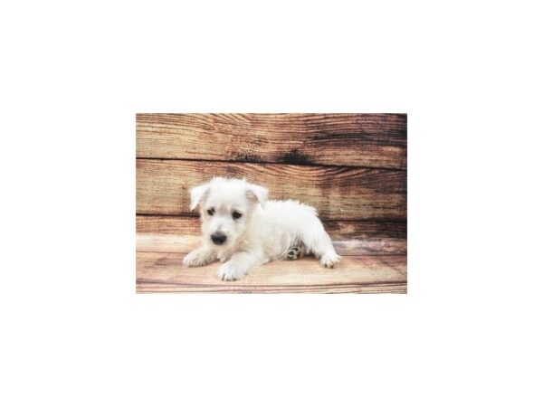 West Highland White Terrier-DOG-Male-White-22558-Petland Las Vegas, Nevada