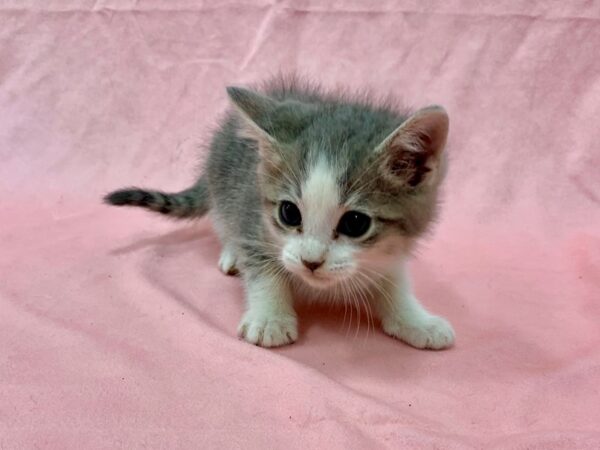 Domestic Cat-CAT-Male-Gray / White-22569-Petland Las Vegas, Nevada