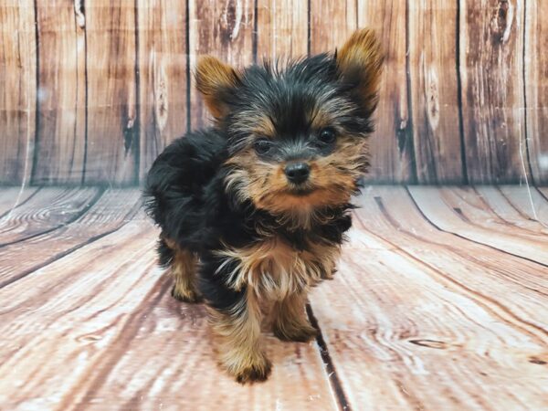 Yorkshire Terrier-DOG-Female-Black / Tan-22562-Petland Las Vegas, Nevada