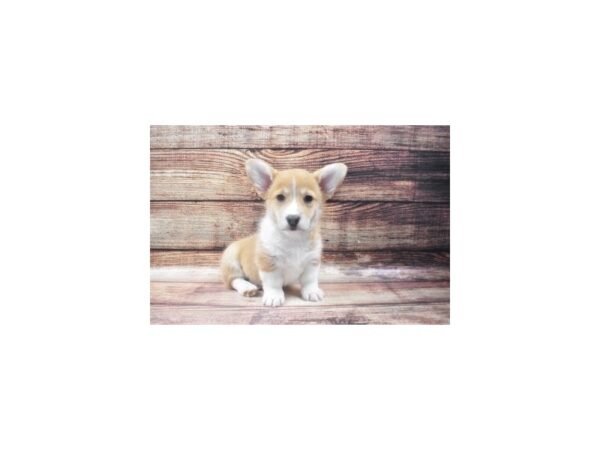 Pembroke Welsh Corgi-DOG-Male-Sable-22584-Petland Las Vegas, Nevada