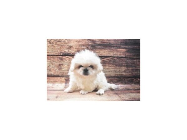 Pekingese-DOG-Male-Cream-22642-Petland Las Vegas, Nevada