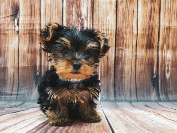 Yorkshire Terrier-DOG-Male-Black / Tan-22597-Petland Las Vegas, Nevada
