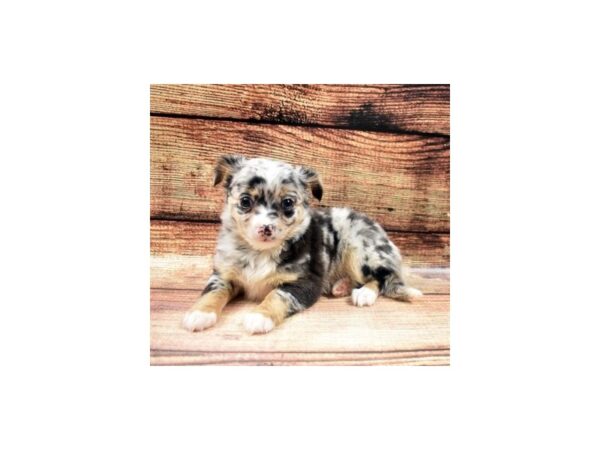 Chihuahua-DOG-Male-Blue and Tan-22617-Petland Las Vegas, Nevada