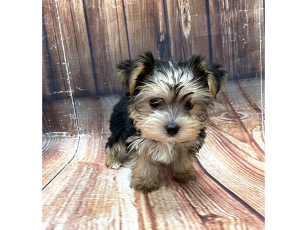 Yorkshire Terrier-DOG-Male-Black / Tan-22655-Petland Las Vegas, Nevada