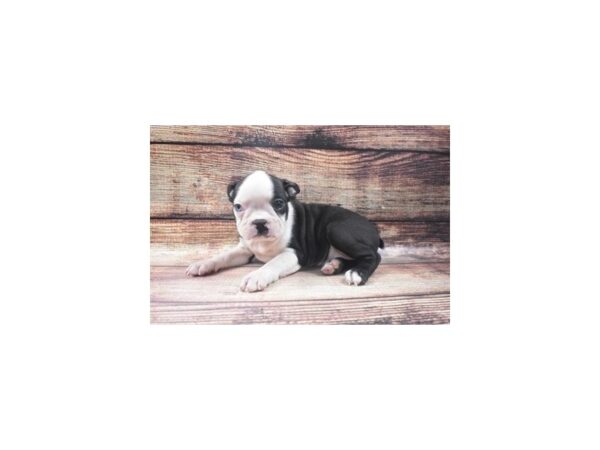 Boston Terrier-DOG-Female-Black and White-22678-Petland Las Vegas, Nevada