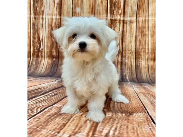 Maltese/Yorkshire Terrier-DOG-Female-White-22694-Petland Las Vegas, Nevada