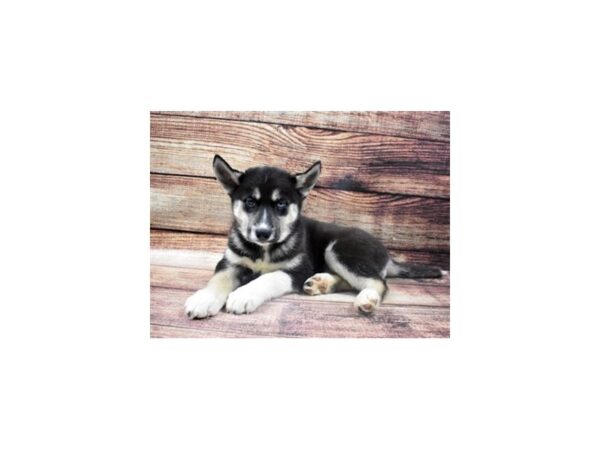 Siberian Husky-DOG-Female-Black Tan and White-22703-Petland Las Vegas, Nevada