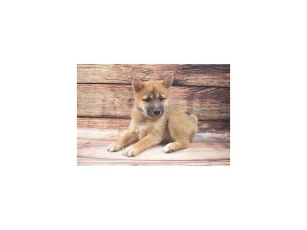 Shiba Inu-DOG-Female-Red-22734-Petland Las Vegas, Nevada