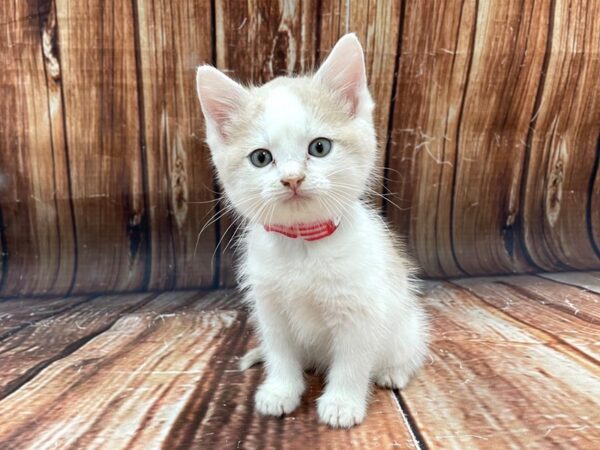 Domestic Cat-CAT-Female-Yellow / White-22786-Petland Las Vegas, Nevada
