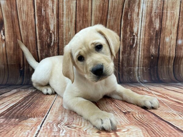 Labrador Retriever-DOG-Male-Yellow-22778-Petland Las Vegas, Nevada