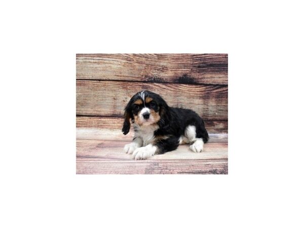 Cavalier King Charles Spaniel-DOG-Female-Black and White-22813-Petland Las Vegas, Nevada