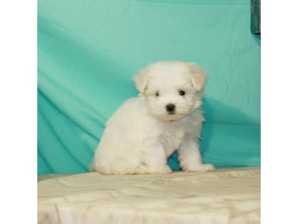 Maltese-DOG-Female-White-22830-Petland Las Vegas, Nevada