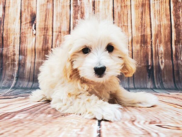 Maltese/Poodle-DOG-Female-Apricot-22833-Petland Las Vegas, Nevada