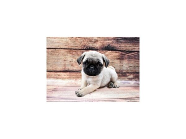 Pug-DOG-Male-Fawn-22870-Petland Las Vegas, Nevada