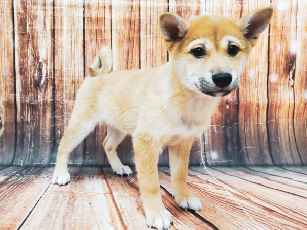 Shiba Inu-DOG-Female-Red Sesame-22829-Petland Las Vegas, Nevada
