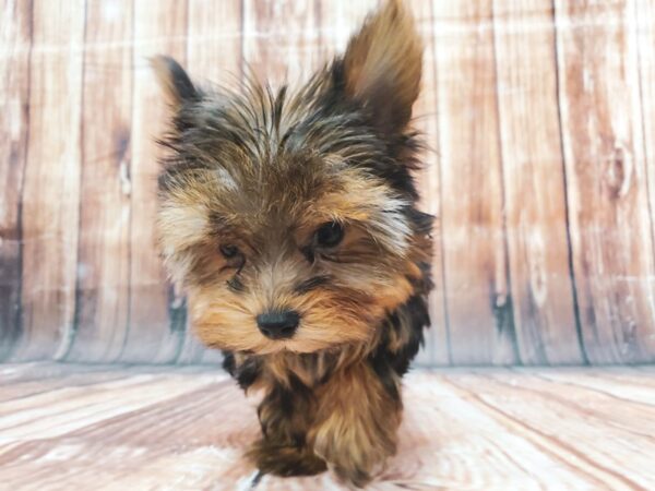 Yorkshire Terrier-DOG-Female-Black / Tan-22847-Petland Las Vegas, Nevada