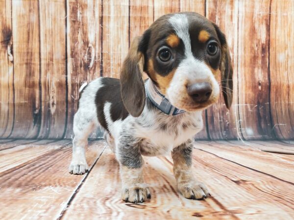 Dachshund-DOG-Male-Chocolate / Tan-22883-Petland Las Vegas, Nevada