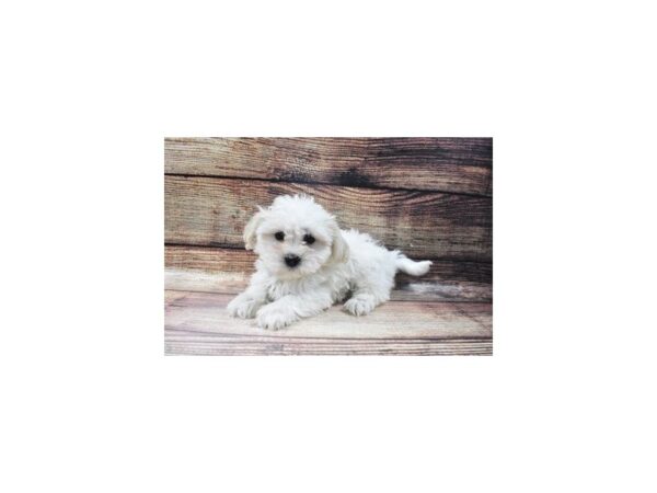 Bichon Frise/Shih Tzu-DOG-Female-White-22930-Petland Las Vegas, Nevada