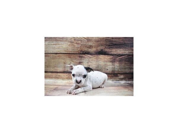 Boston Terrier-DOG-Male-White and Black-22969-Petland Las Vegas, Nevada