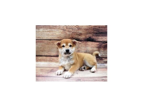 Shiba Inu-DOG-Male-Red-22978-Petland Las Vegas, Nevada