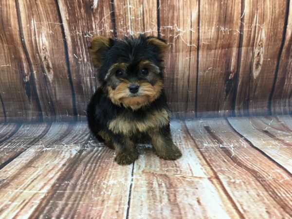 Yorkshire Terrier-DOG-Male-Black / Tan-23017-Petland Las Vegas, Nevada