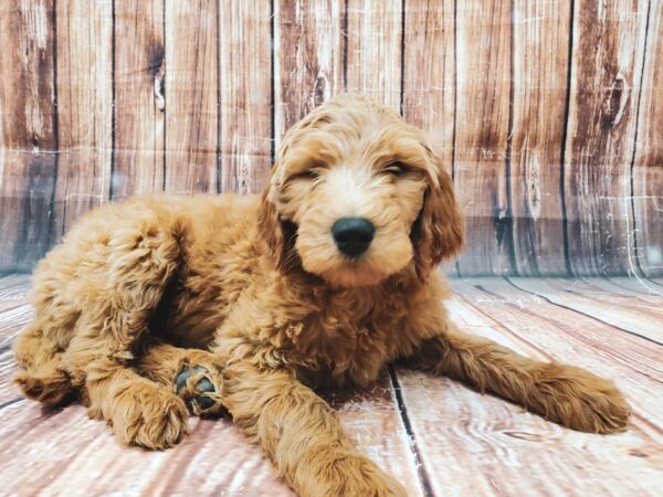 F1B Goldendoodle-DOG-Female-Golden-23033-Petland Las Vegas, Nevada