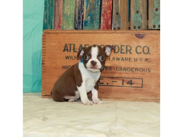 Boston Terrier-DOG-Male-Red / White-23054-Petland Las Vegas, Nevada