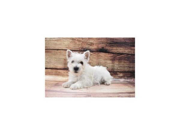 West Highland White Terrier-DOG-Female-White-23087-Petland Las Vegas, Nevada