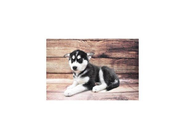 Siberian Husky-DOG-Female-Black and White-23118-Petland Las Vegas, Nevada