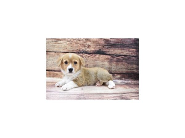 Pembroke Welsh Corgi-DOG-Female-Red-23156-Petland Las Vegas, Nevada