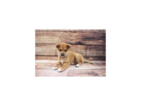 Shiba Inu-DOG-Female-Red-23187-Petland Las Vegas, Nevada