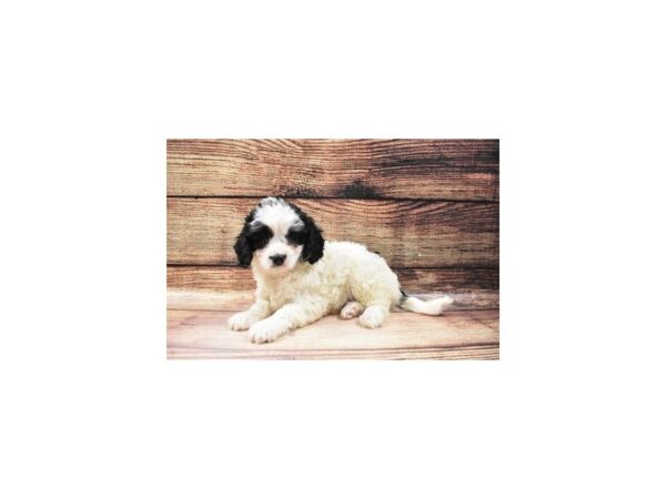 Cavalier King Charles Spaniel/Poodle-DOG-Male-Black and White-23178-Petland Las Vegas, Nevada